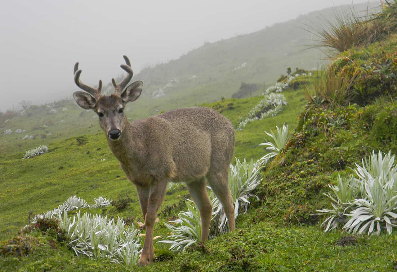 Paisaje de Región Gutiérrez