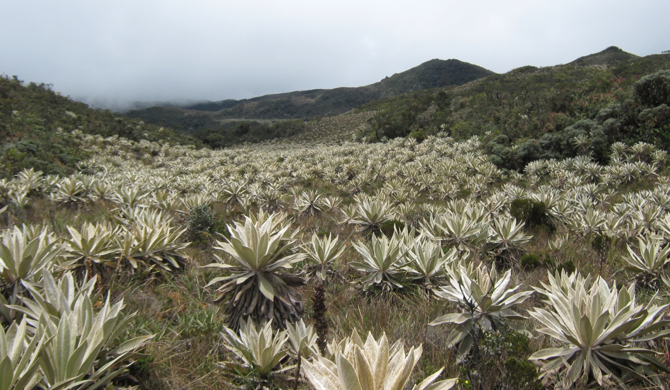 Paisaje de Región Sur