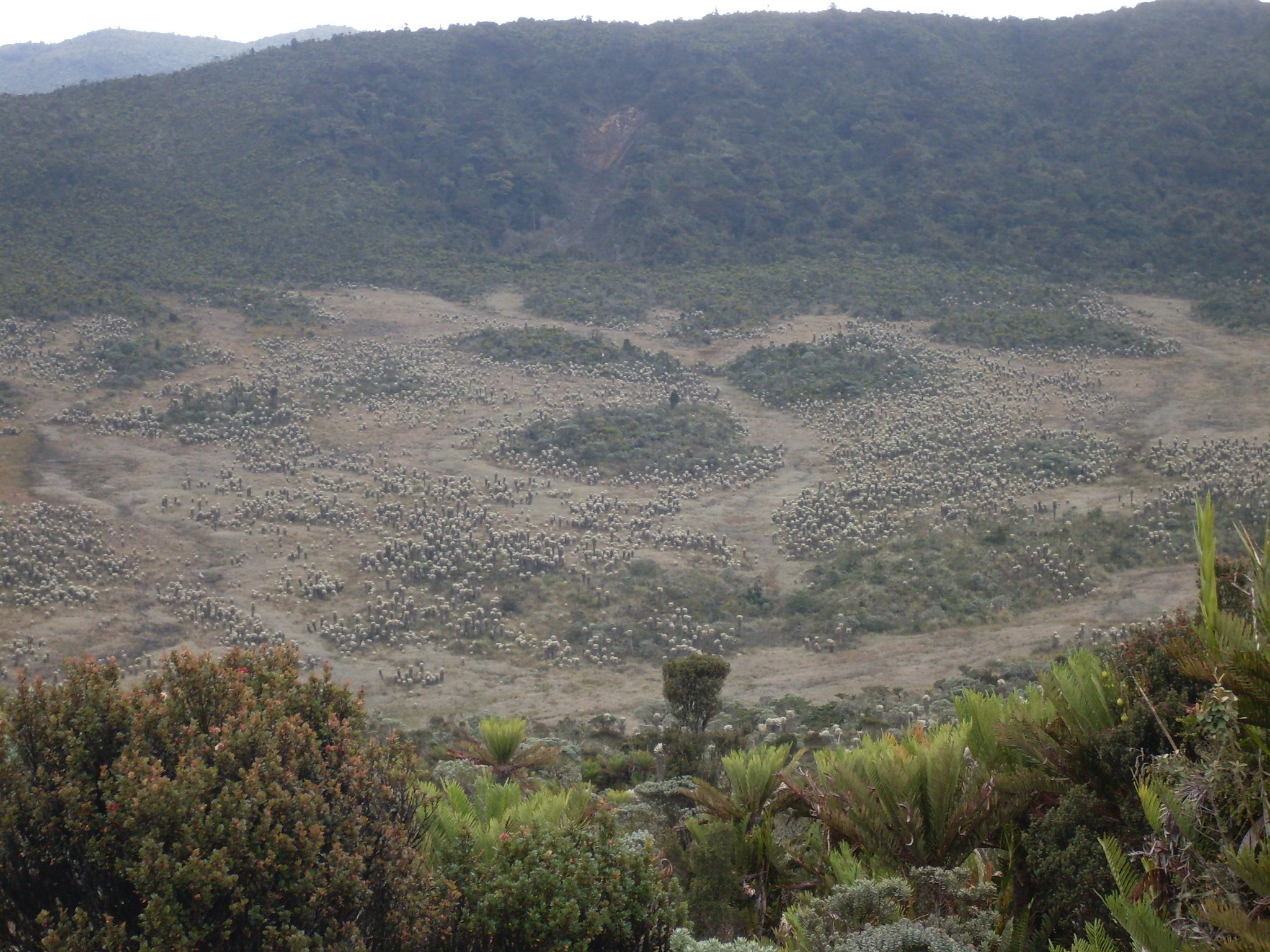 Paisaje de Región Andina